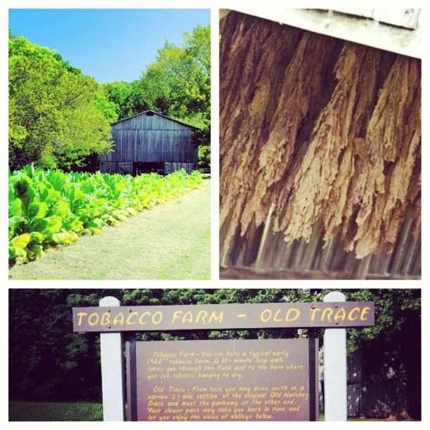 Tobacco Farm and Old Trace Drive