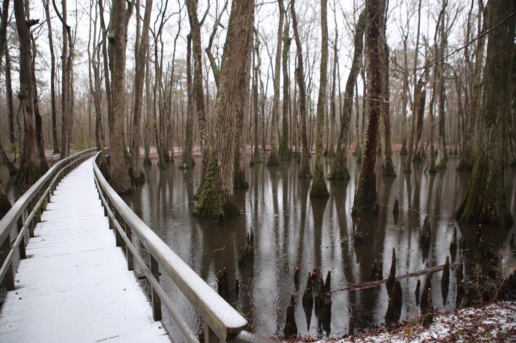 Cypress Swamp on the Natchez Trace Parkway, Milepost 122.0