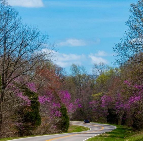 Redbud trees along the Natchez Trace Parkway