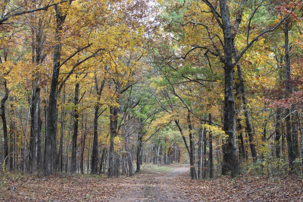 forest car trail