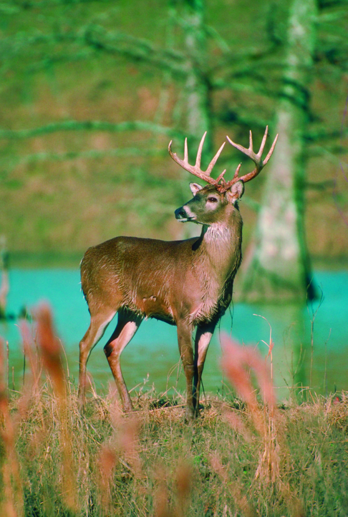 Deer2-690x1024 Deer on Natchez Trace