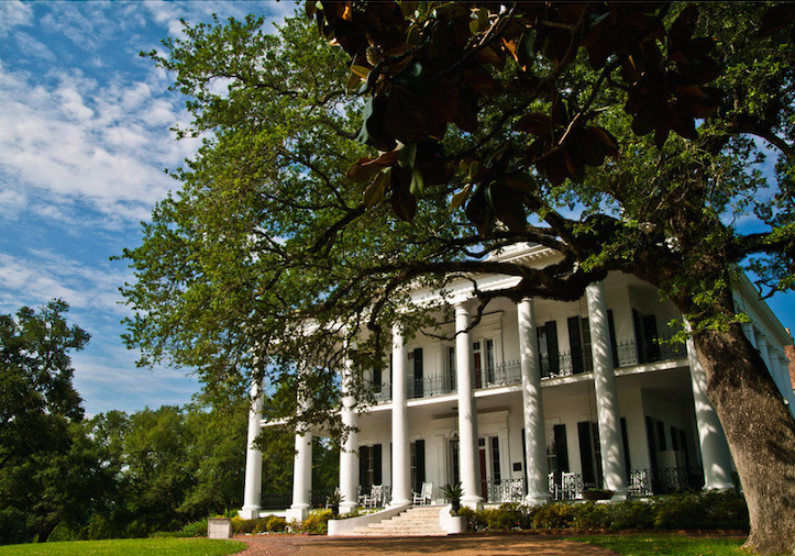 Dunleith in Natchez, MS. A white, two-story mansion with columns behind a large oak tree.