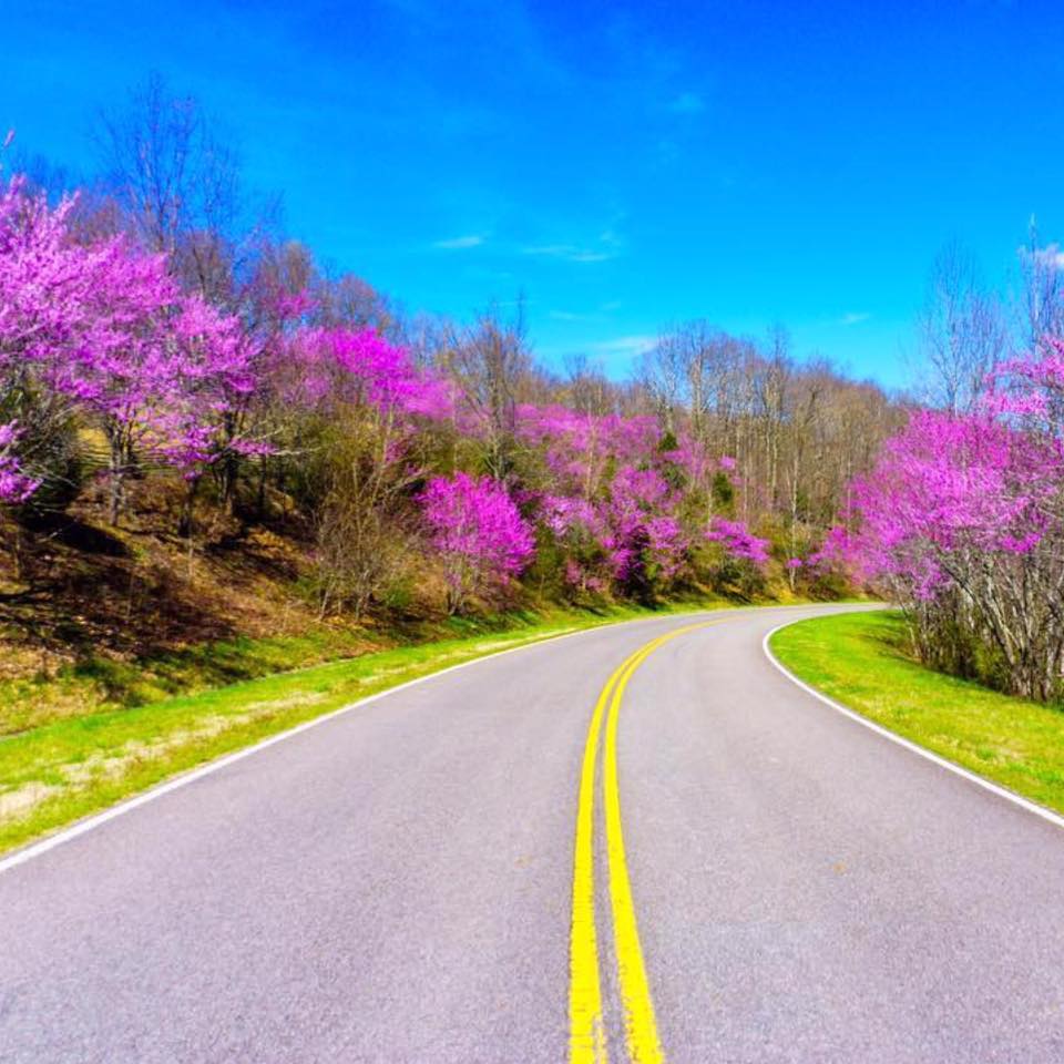 rebuds Redbuds on the Natchez Trace Parkway