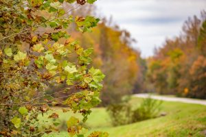 Natchez Trace Parkway Alabama