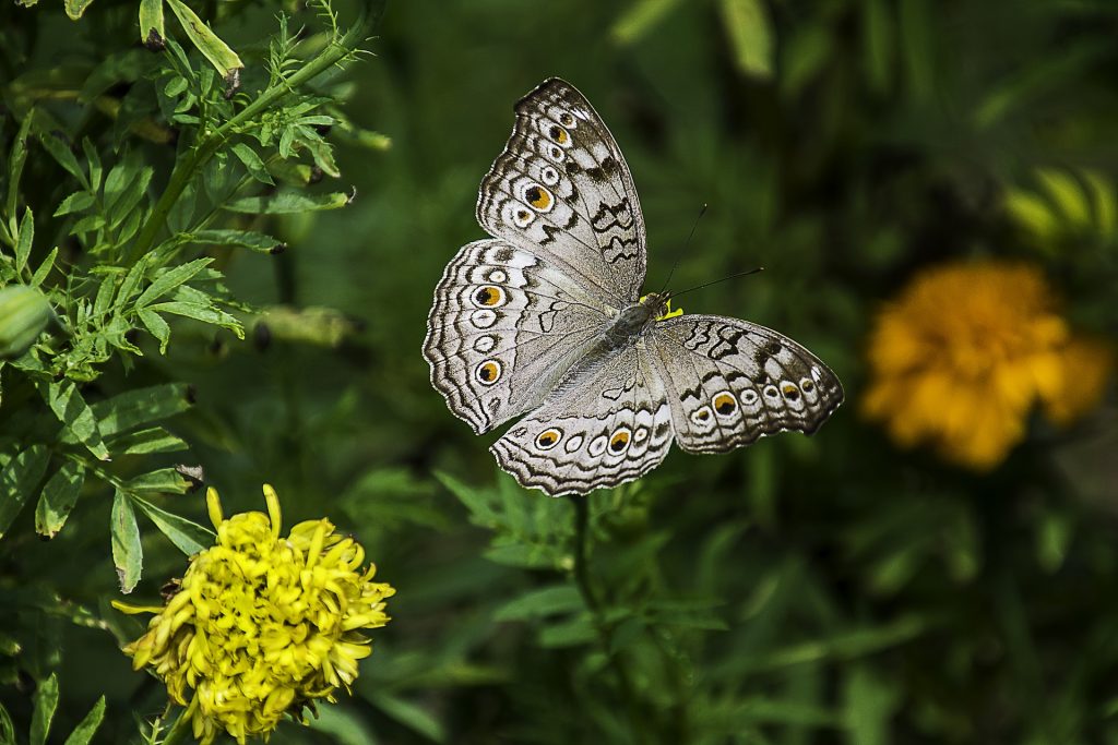 butterfly