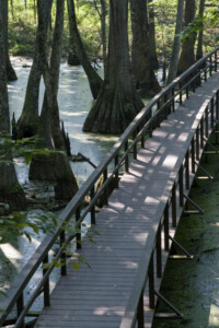 Natchez Trace Parkway - Foot path in swamp