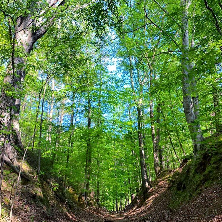 Sunken Trace