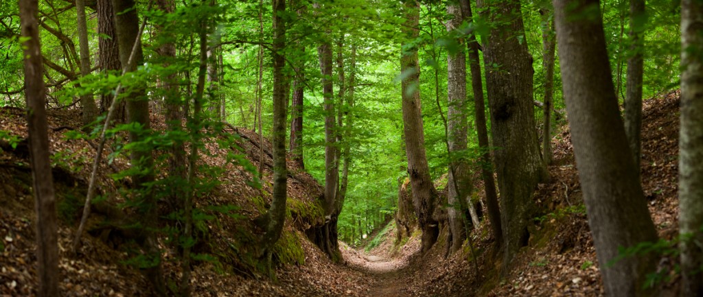 The Sunken Trace | A Portion of the Old Natchez Trace Parkway